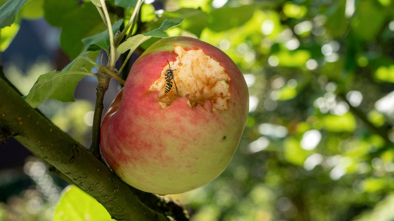 Wasp eating apple on tree