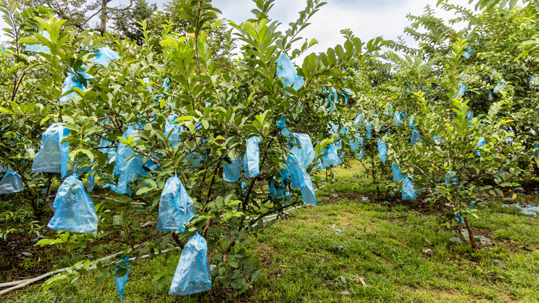 Guava tree with bagged fruit for protection