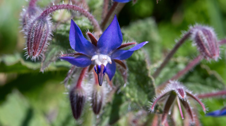 borage flower blooms in a garden