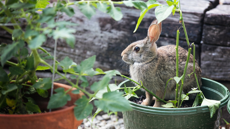 a rabbit sits in a plant pot