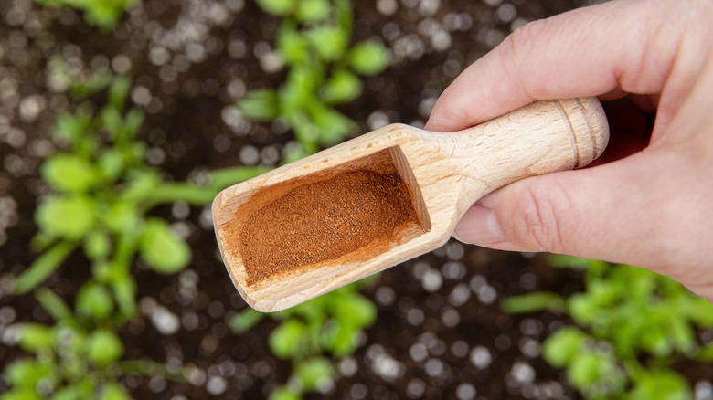 sprinkling cinnamon in garden