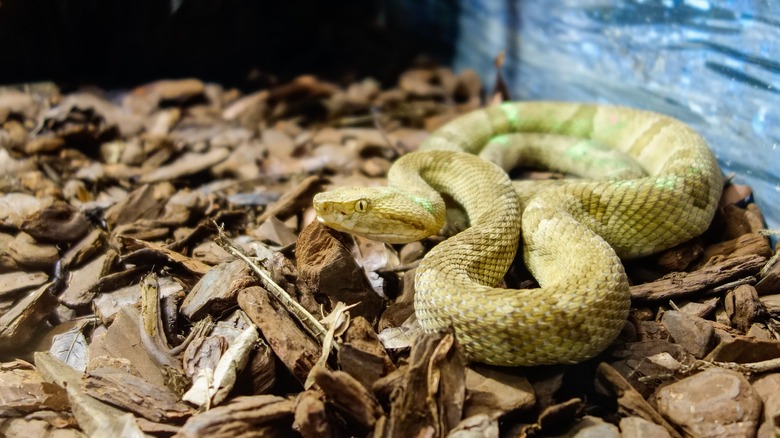 Snake laying in wood chips