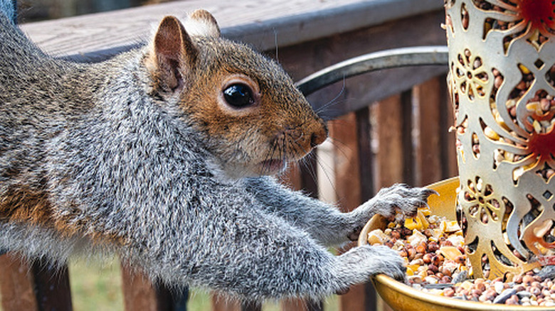 Deter Squirrels From Your Bird Feeder With An Underrated Plant In The Mint Family