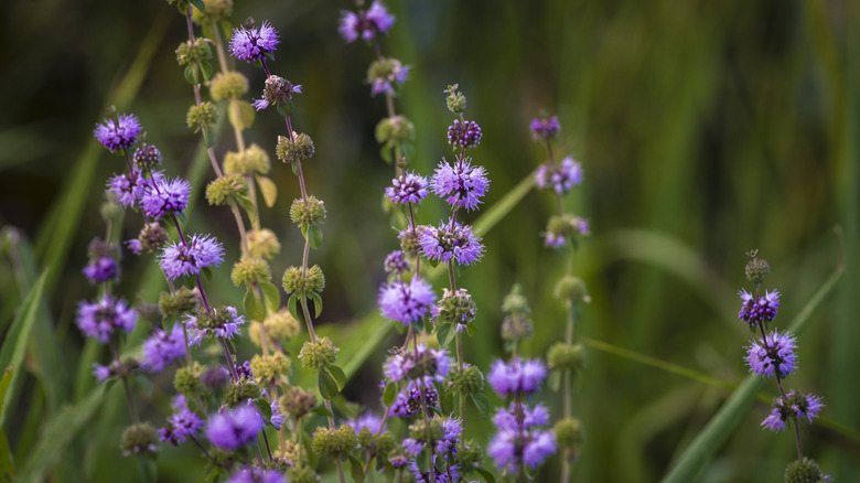 Pennyroyal plants with blooms