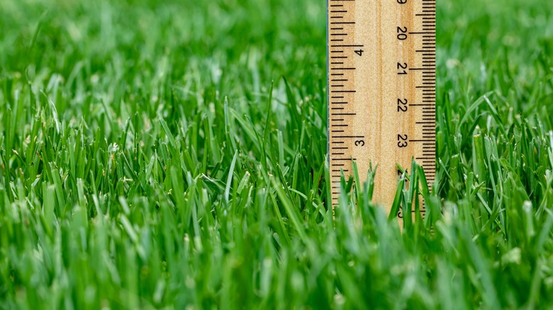 proper height of grass