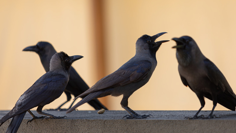A flock of crows