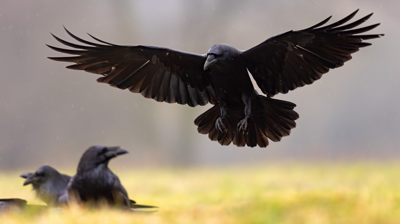 A large raven lands next to its friends