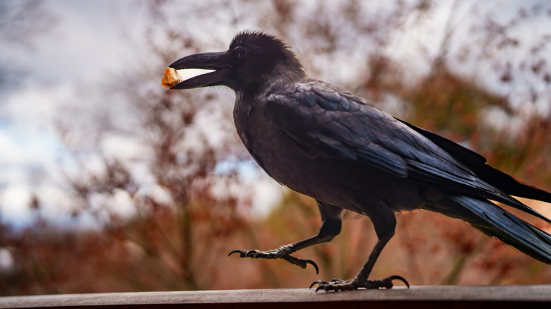 A crow carrying a piece of food in its beak