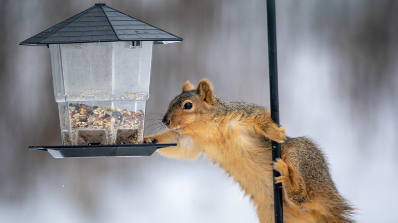 Squirrel on pole reaching for bird feeder