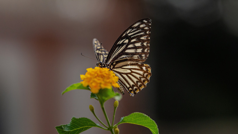Butterfly on yellow flower