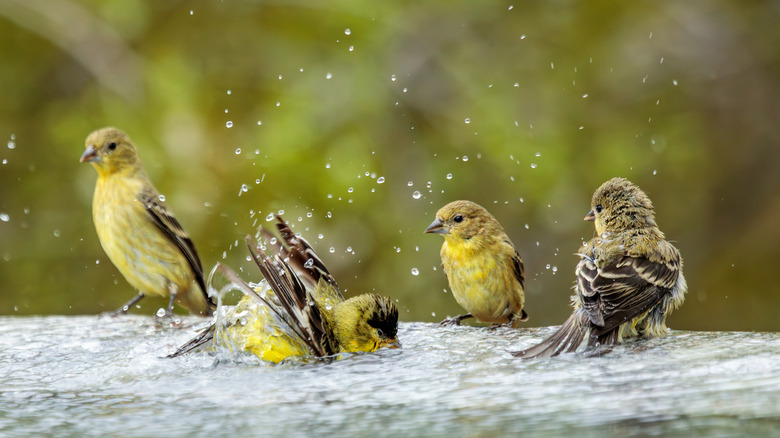 Goldfinches bathing in water