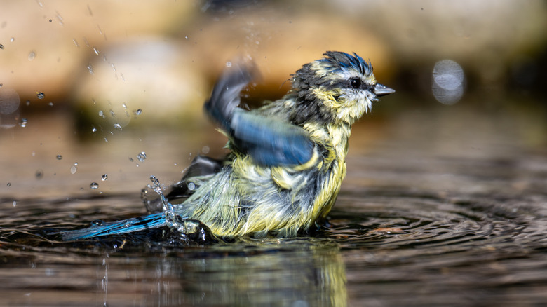 Bird splashes in a bath