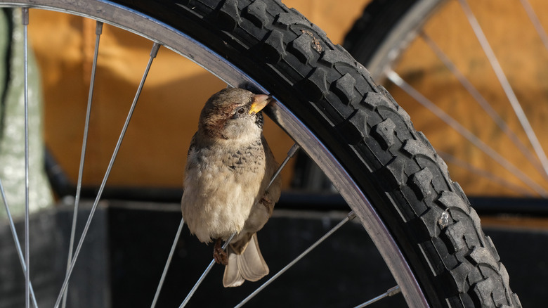 A small bird pecking at a bicycle tire