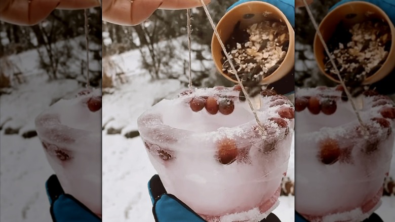 A DIY bird feeder made from ice and berries