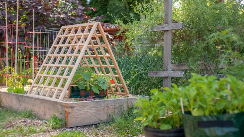 A cucumber trellis with an A frame shape