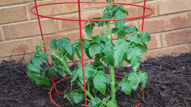 Tomato plant in tomato cage