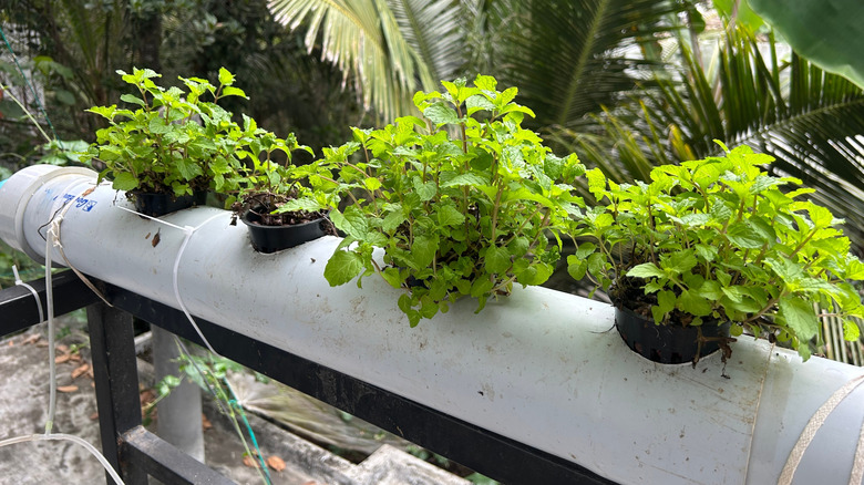 vertical hydroponic system growing mint