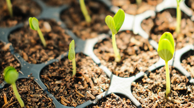 Close up on seedlings in starting tray
