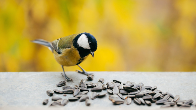 Bird looks at sunflower seeds