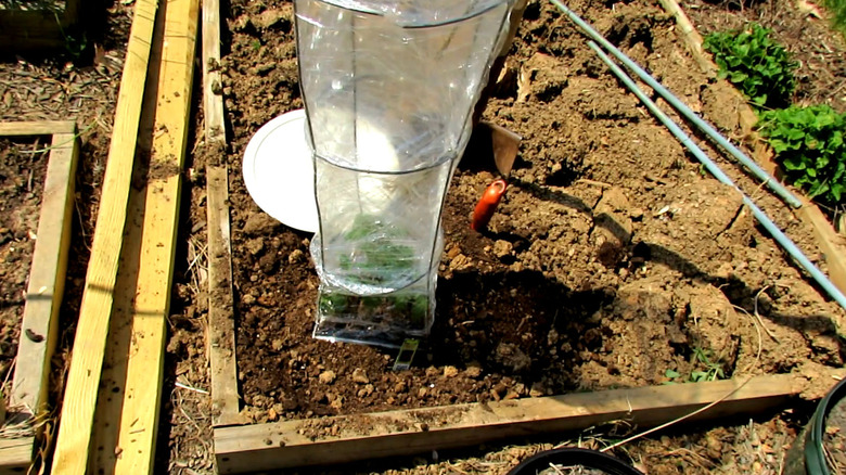 A DIY Plastic wrap tomato cage greenhouse in a garden.