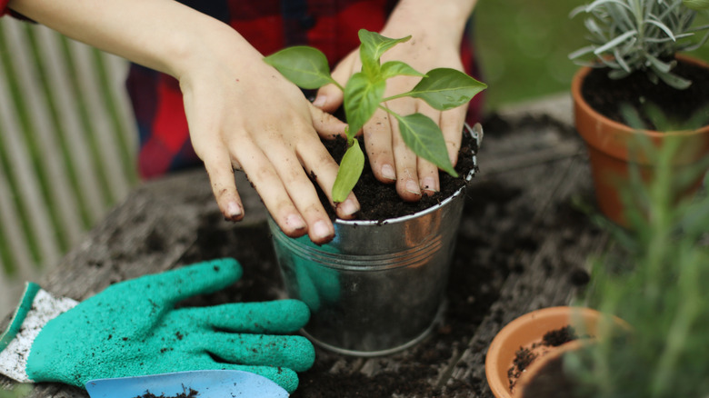 person planting with rustic tin planter