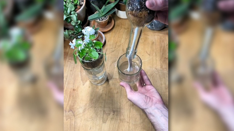 Turning a wine bottle and cord into a self-watering pot