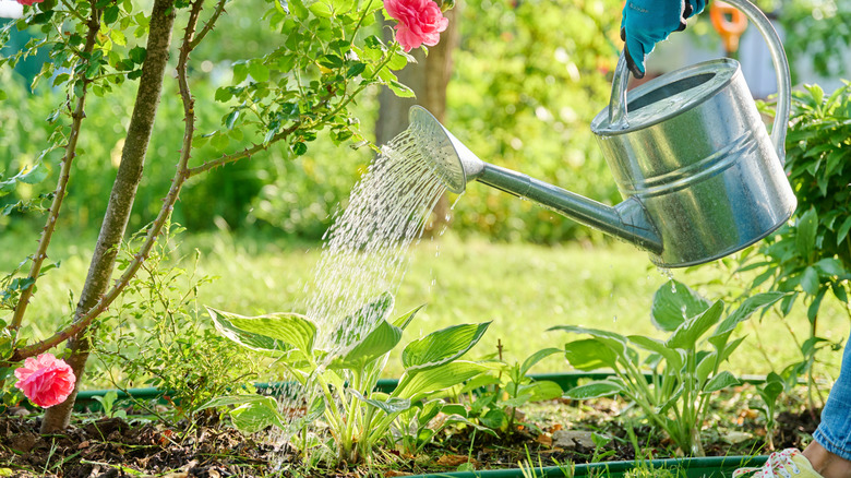 A gardener using a watering can to water their plants