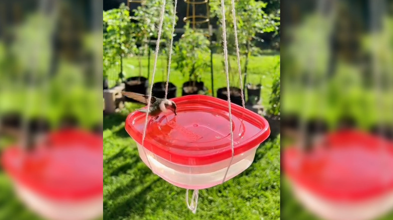 TikTok of hummingbird feeder made from Tupperware