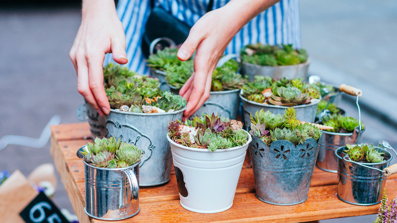 Two hands holding multiple metal planters on a desk that have plants in them