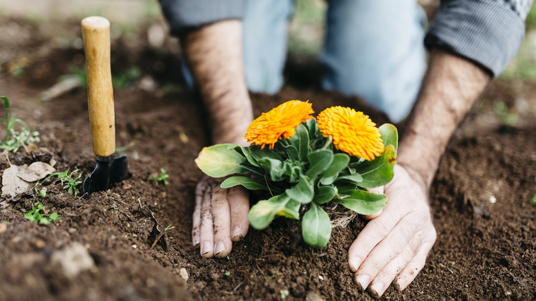 person planting flower