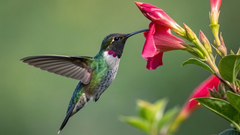 hummingbird checks out a flower