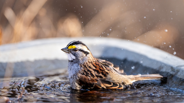Bird splashing in birdbath