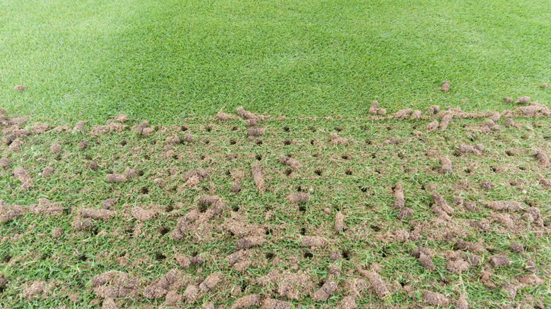 Aeration holes in yard