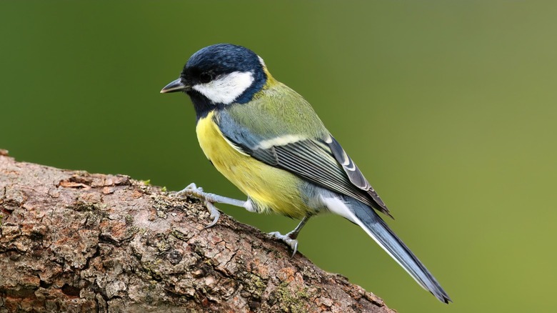 A little bird sitting on a branch