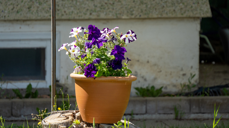 petunias in a plastic planter sitting outdoors