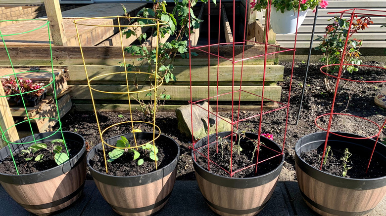 Potted vegetable garden using tomato cages