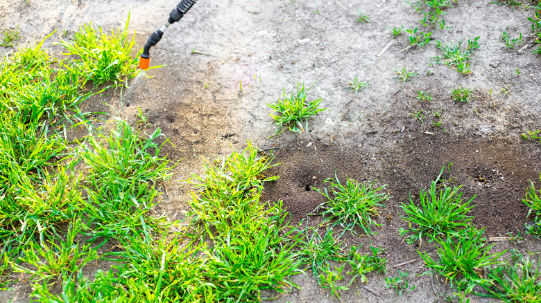 Spraying ant mounds