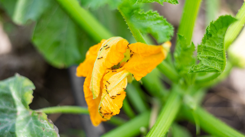 Ants on squash bloom