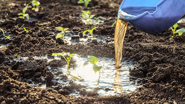 pouring liquid onto a plant in a garden