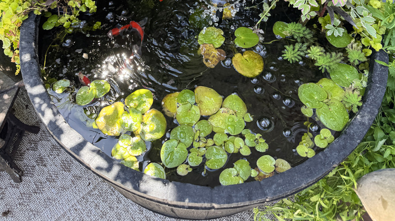 Fish and plants in a barrel that's been converted into a pond with a fountain