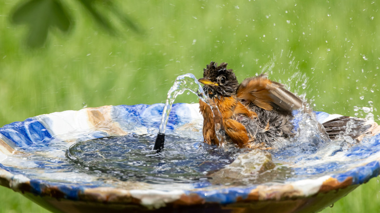 A bird bathing in a birdbath with a fountain