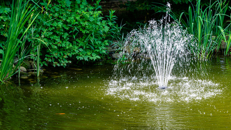 A fountain of water sprouting from the surface of a garden pond
