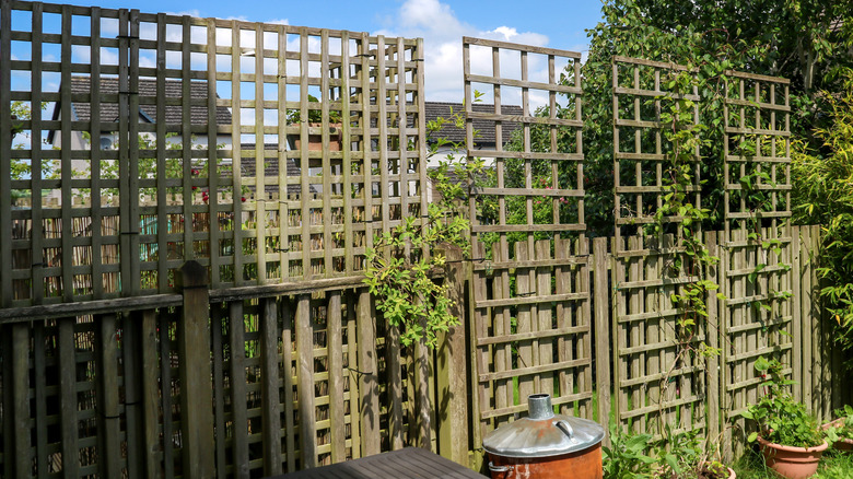 Trelliss extending above a fence