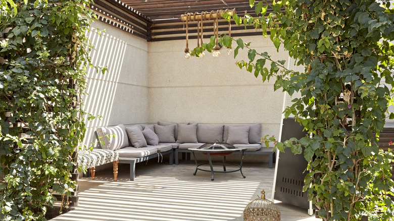 Climbing plants on a large patio or deck