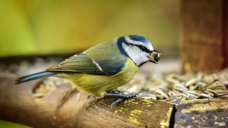bird eating from feeder