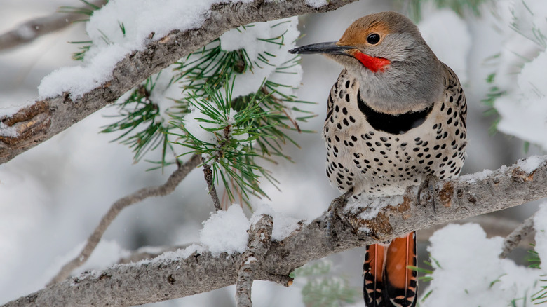 Northern flicker on a branch, with a snowy background