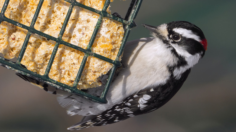 Downy woodpecker eats from a suet feeder