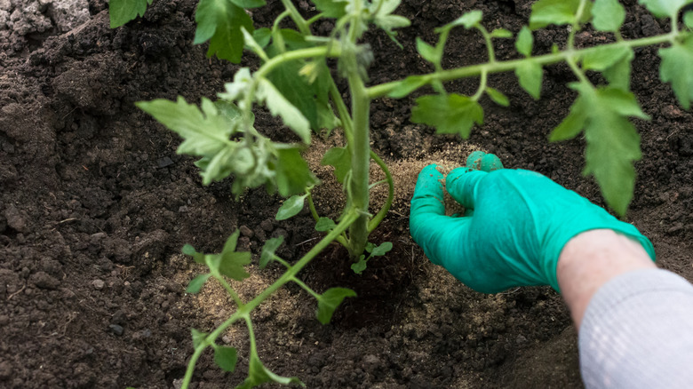 A gardener tends to their tomato plant with fish fertilizer