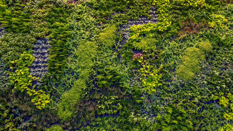 A living wall with an array of different plants