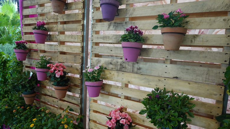 A wall of pallets, in a garden, with potted plants placed in them.